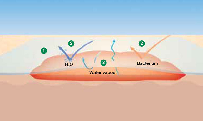 Load image into Gallery viewer, Lohmann & Rauscher Suprasorb® F Transparent Film Dressing